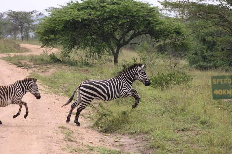 ai1080.photobucket.com_albums_j334_jnunes1977_Uganda_20__20Dia_2015_uganda4110800x600.jpg