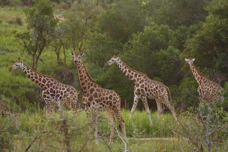 ai1080.photobucket.com_albums_j334_jnunes1977_Uganda_20__20Dia_203_uganda134800x600.jpg