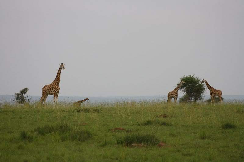 ai1080.photobucket.com_albums_j334_jnunes1977_Uganda_20__20Dia_203_uganda225800x600.jpg