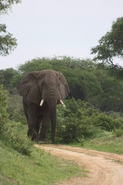 ai1080.photobucket.com_albums_j334_jnunes1977_Uganda_20__20Dia_203_uganda580800x600.jpg