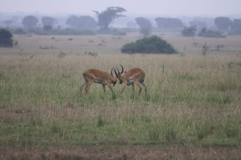 ai1080.photobucket.com_albums_j334_jnunes1977_Uganda_20__20Dia_208_uganda1884800x600.jpg