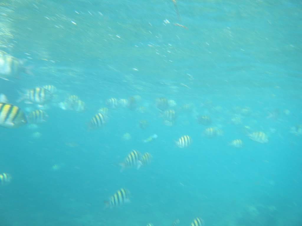 ai1081.photobucket.com_albums_j354_miazita_PuntaCana2011352.jpg