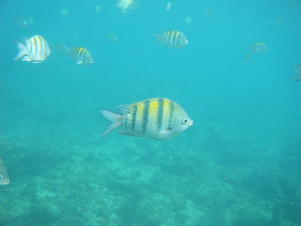 ai1081.photobucket.com_albums_j354_miazita_PuntaCana2011362.jpg