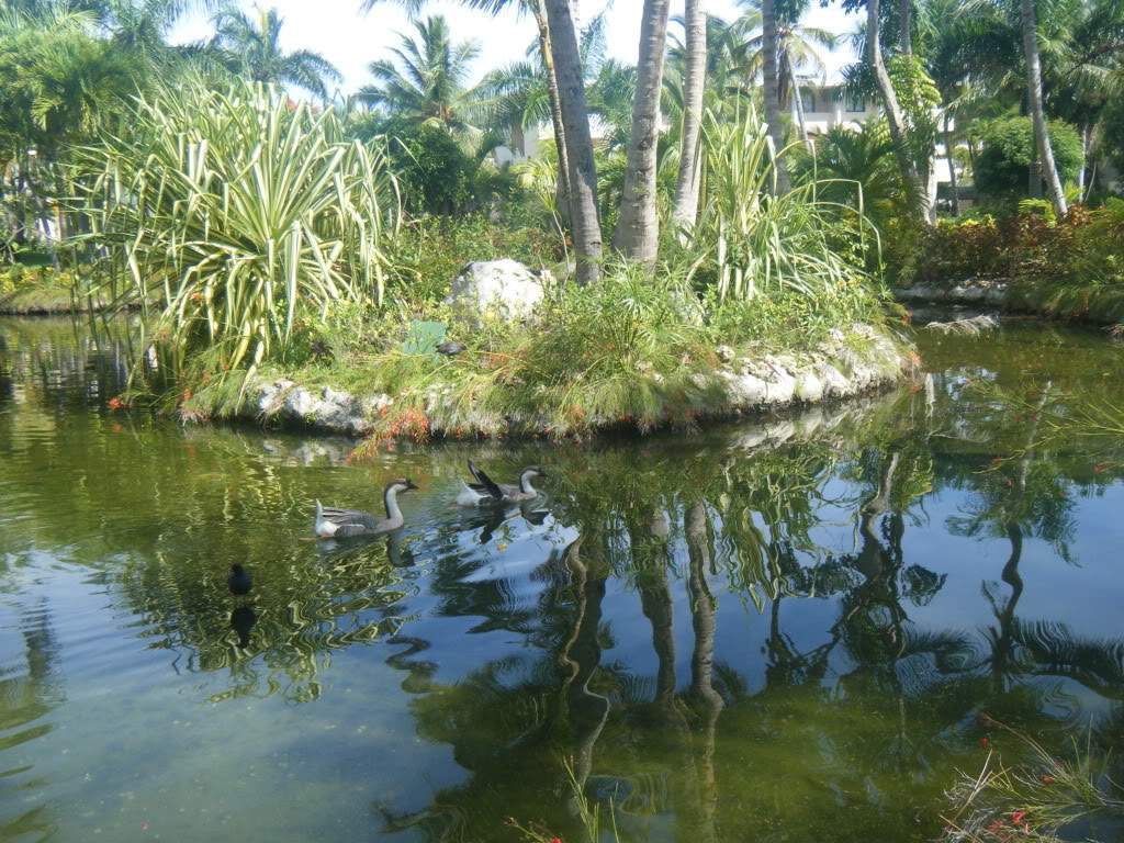 ai1081.photobucket.com_albums_j354_miazita_PuntaCana2011497.jpg