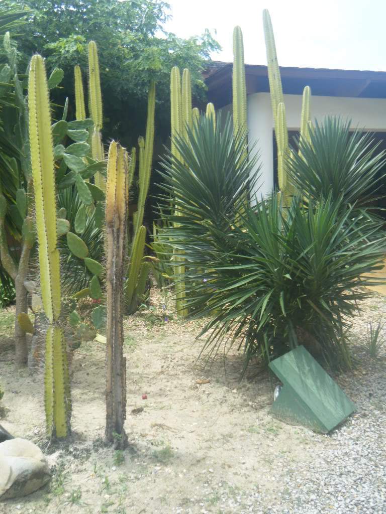 ai1081.photobucket.com_albums_j354_miazita_PuntaCana2011725.jpg
