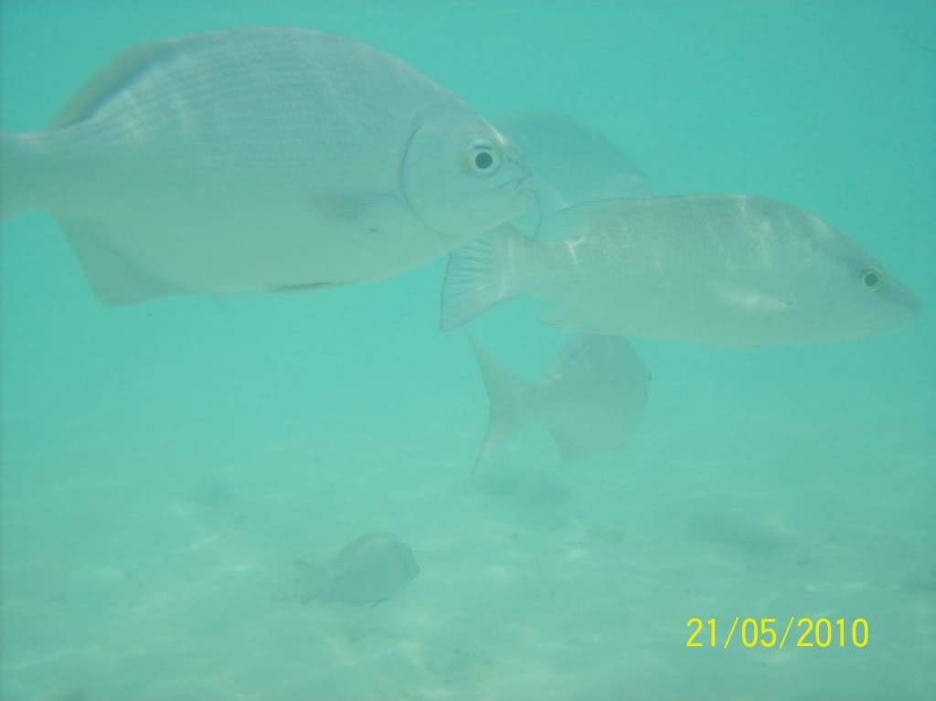 ai1113.photobucket.com_albums_k520_analmoliveira_Mexico_202010_100_1616.jpg