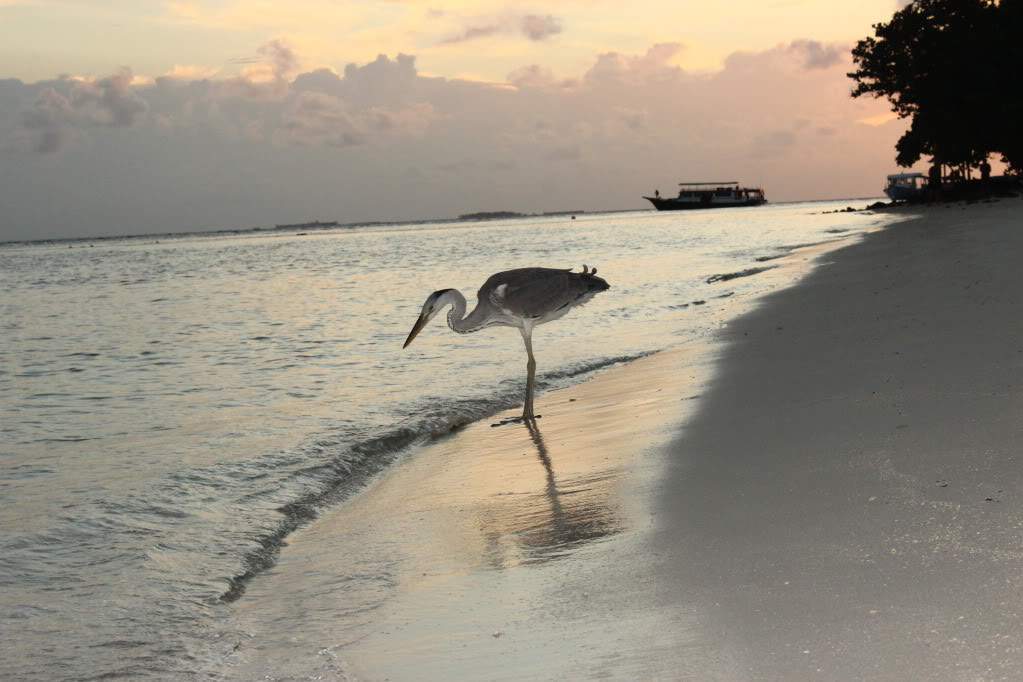 ai1131.photobucket.com_albums_m547_gmsmartins_IMG_1886.jpg