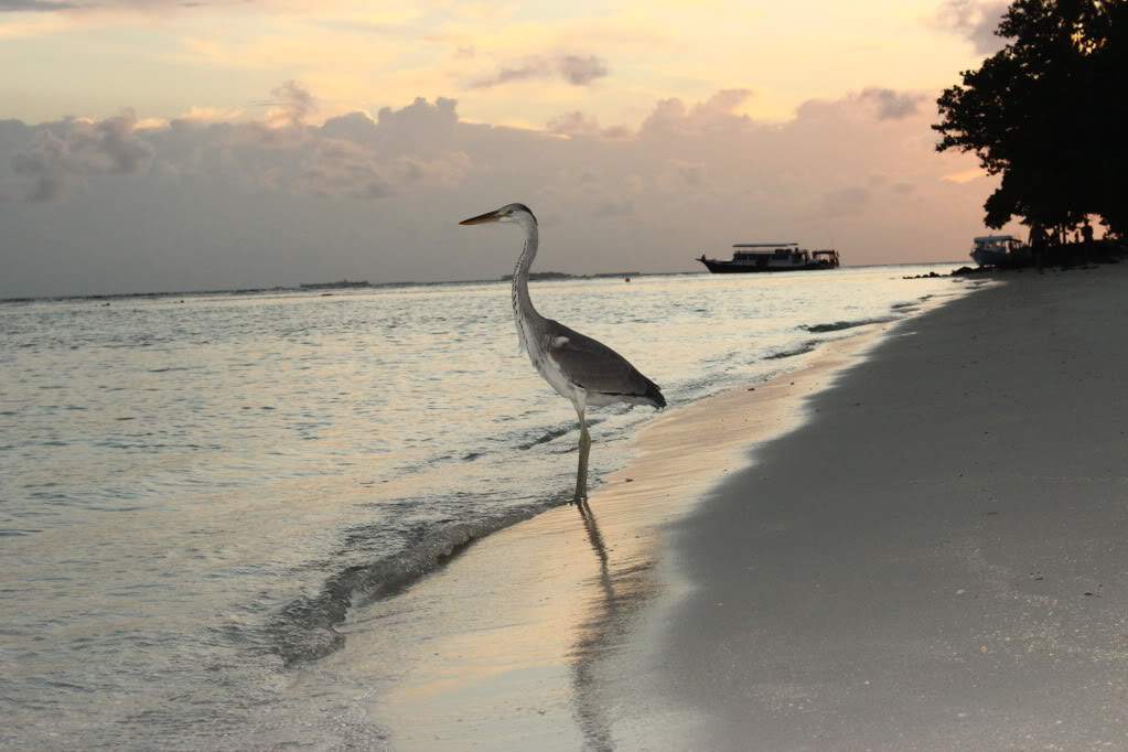 ai1131.photobucket.com_albums_m547_gmsmartins_IMG_1887.jpg