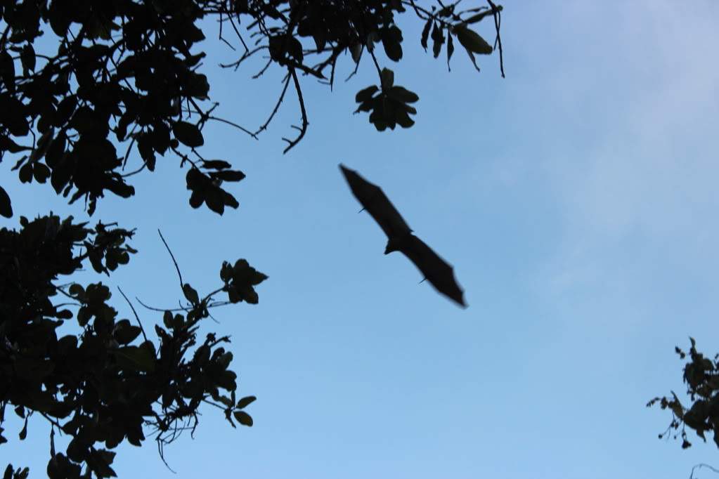 ai1131.photobucket.com_albums_m547_gmsmartins_IMG_2440.jpg