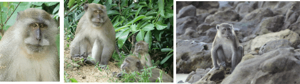 ai1157.photobucket.com_albums_p595_sandritarodrigues_macacos.gif