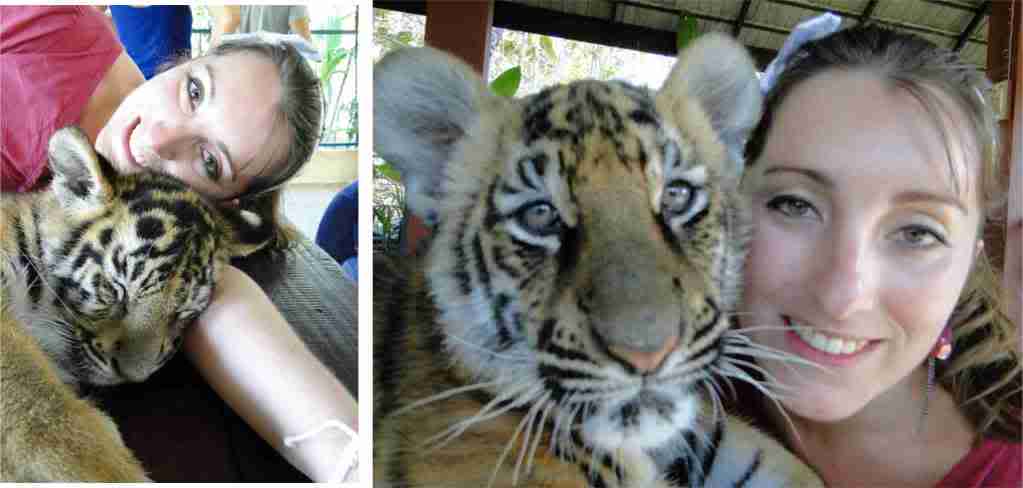 ai1157.photobucket.com_albums_p595_sandritarodrigues_tigerkingdom.jpg