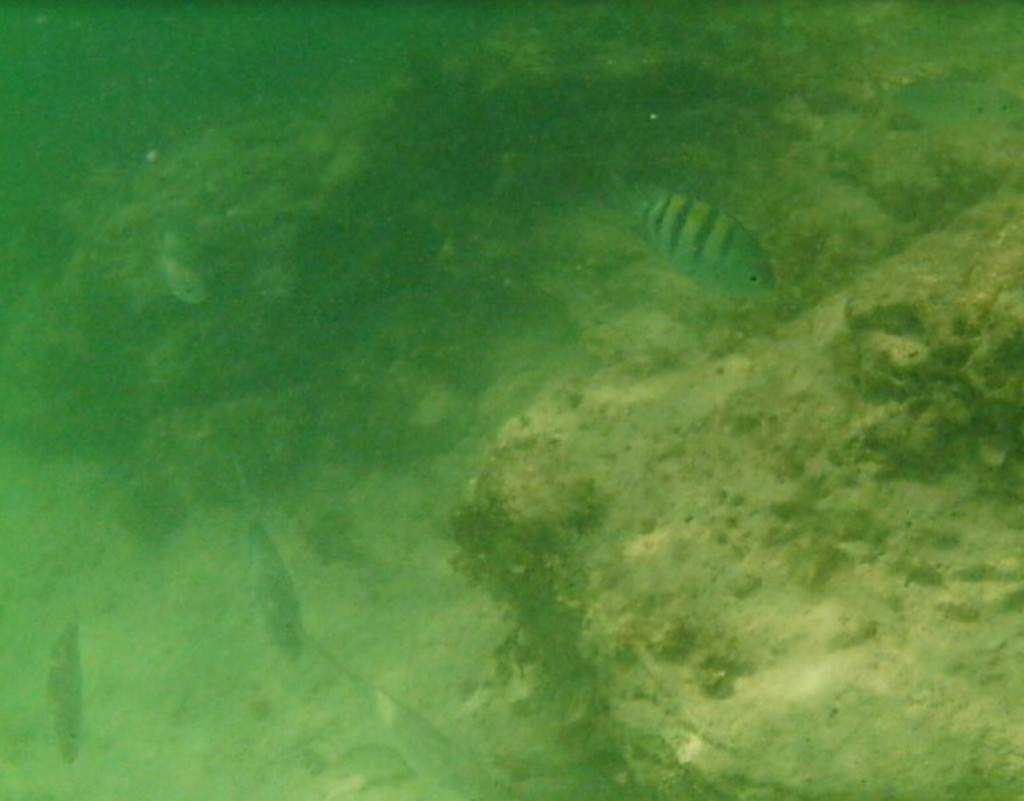 ai1164.photobucket.com_albums_q562_telmadias84_SAM_1437a_zps458e7c12.jpg