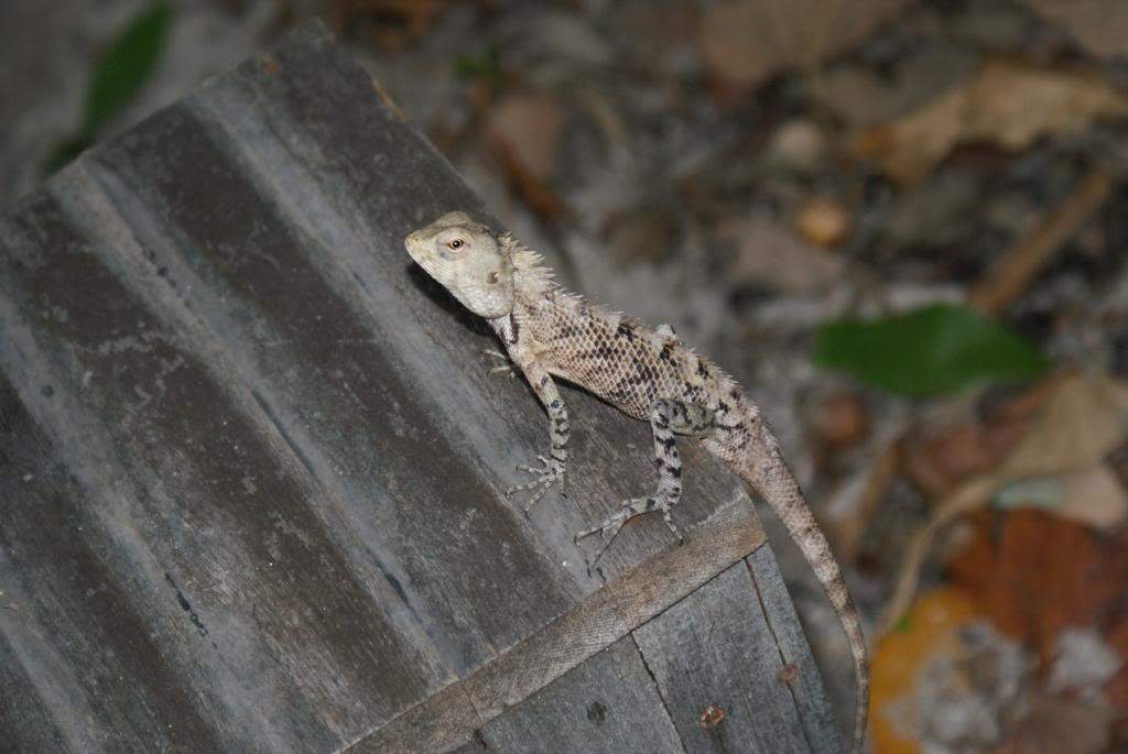 ai1168.photobucket.com_albums_r484_luisantunes29_DSC02589.jpg