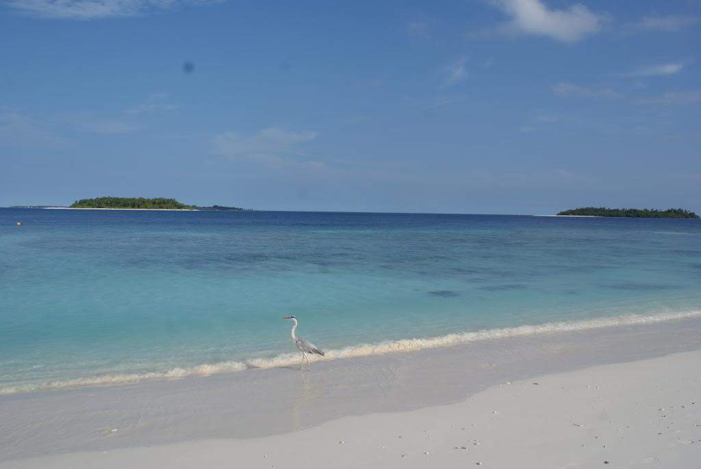 ai1168.photobucket.com_albums_r484_luisantunes29_DSC02643.jpg