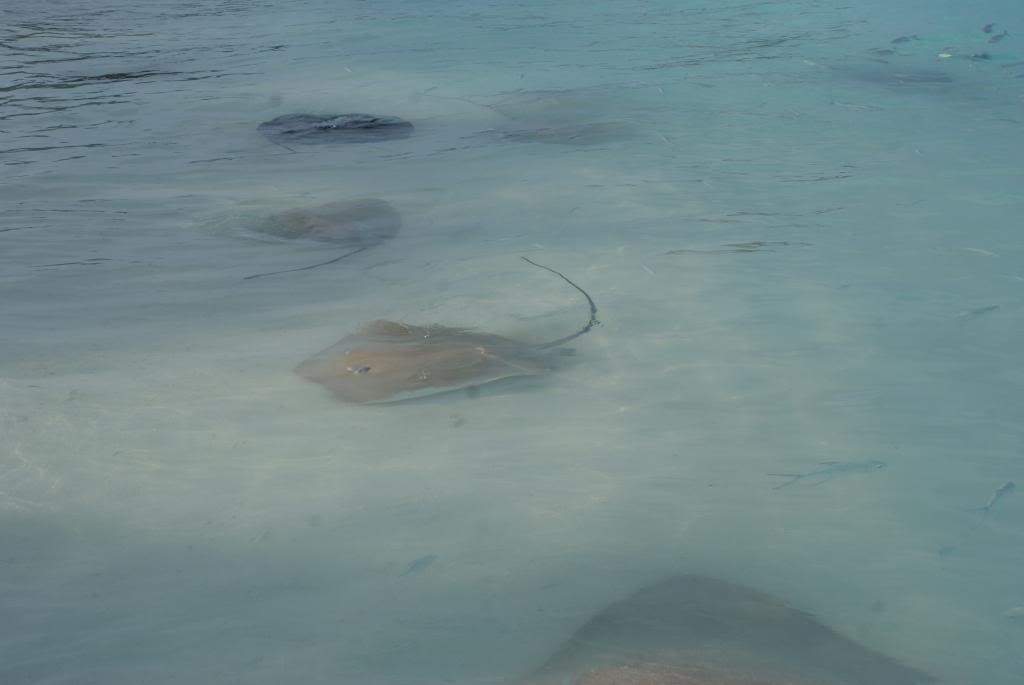 ai1168.photobucket.com_albums_r484_luisantunes29_DSC02672.jpg