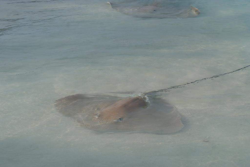 ai1168.photobucket.com_albums_r484_luisantunes29_DSC02676.jpg
