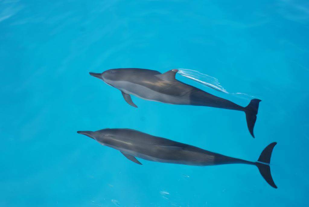 ai1168.photobucket.com_albums_r484_luisantunes29_DSC02850.jpg
