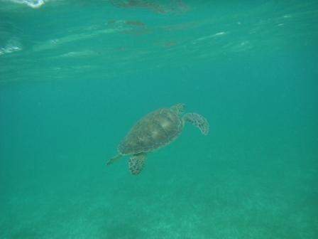 ai1169.photobucket.com_albums_r506_ANOBRE_2_fau11.jpg