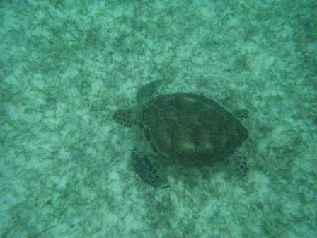 ai1169.photobucket.com_albums_r506_ANOBRE_2_fau12.jpg