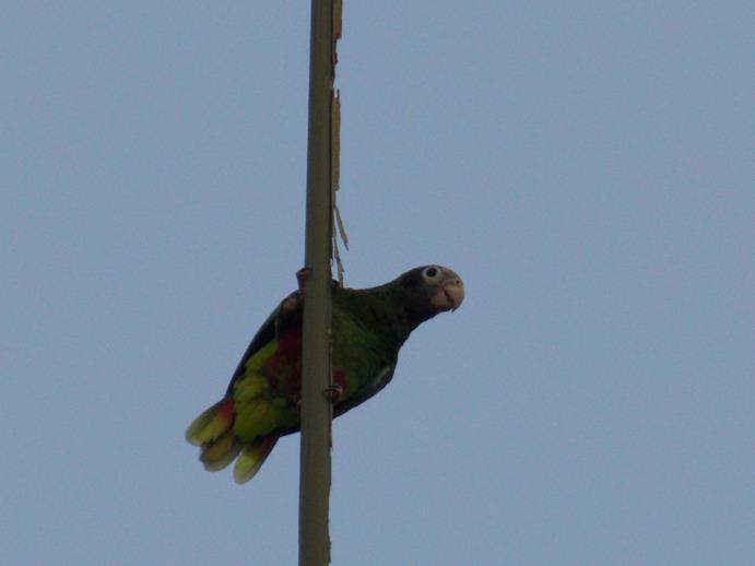 ai1169.photobucket.com_albums_r506_ANOBRE_2_Fau264.jpg