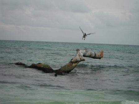 ai1169.photobucket.com_albums_r506_ANOBRE_2_fau34.jpg
