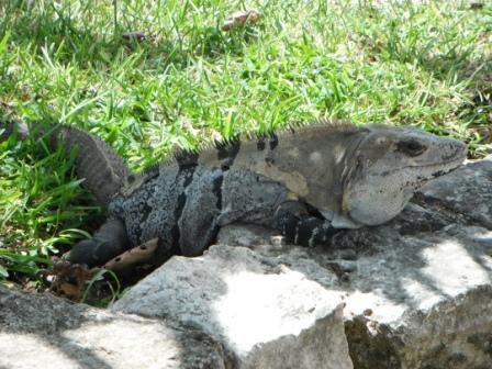ai1169.photobucket.com_albums_r506_ANOBRE_2_tul01.jpg