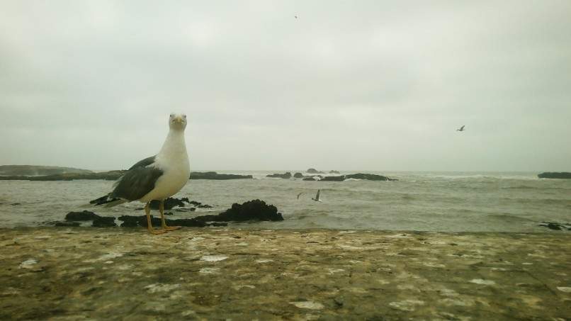 ai1175.photobucket.com_albums_r624_revodka_random_20marrocos_0dc76e05ceab2ea0e4b9ac600c29aeab6.jpg