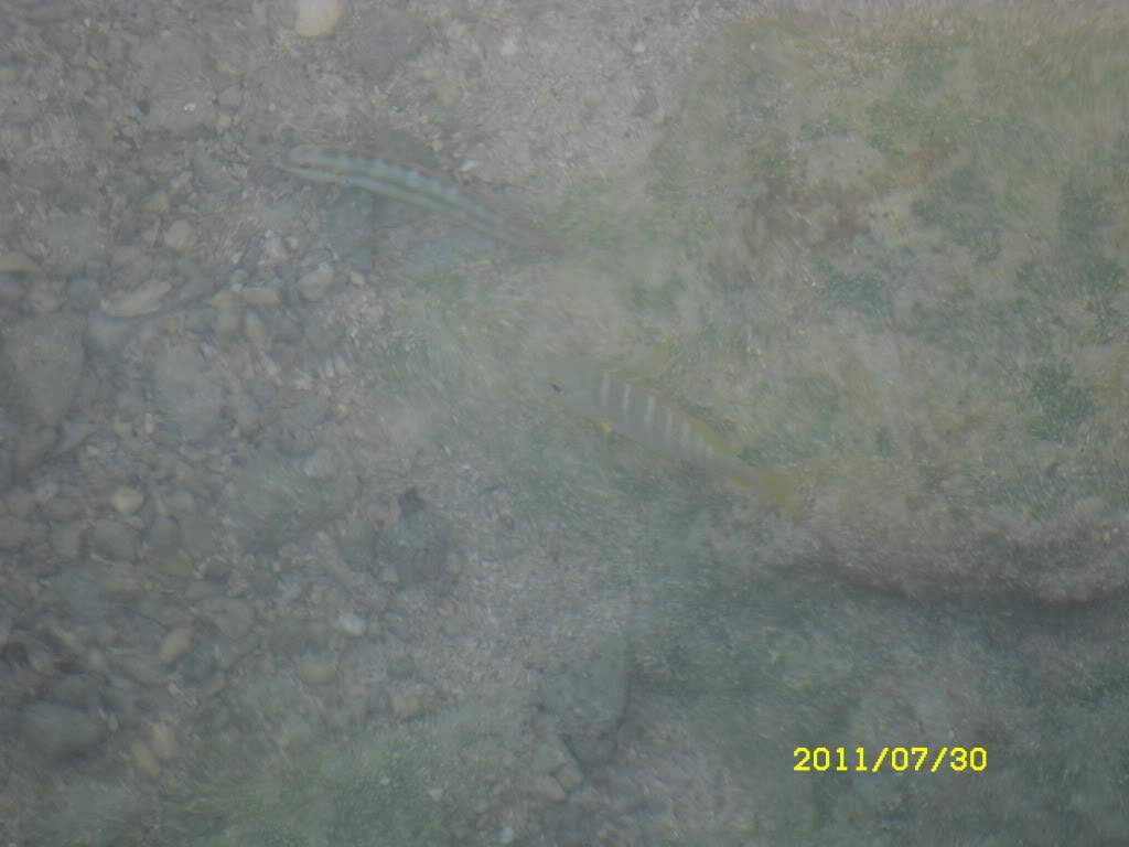 ai1178.photobucket.com_albums_x377_Evy891_SDC10088.jpg