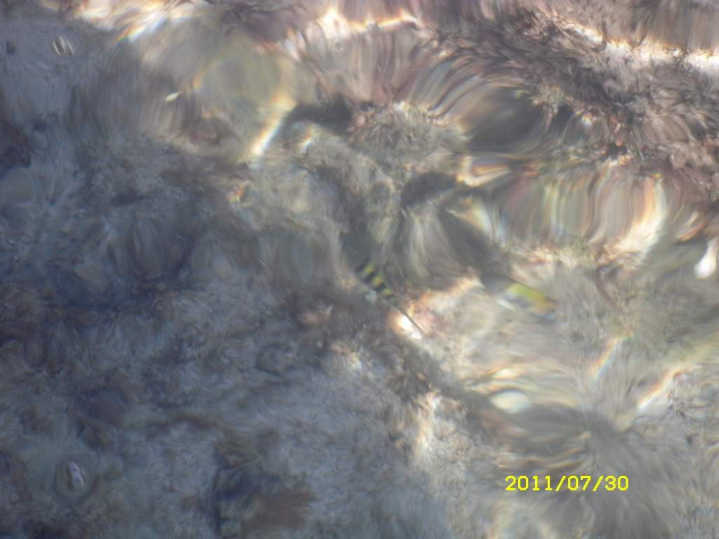 ai1178.photobucket.com_albums_x377_Evy891_SDC10089.jpg