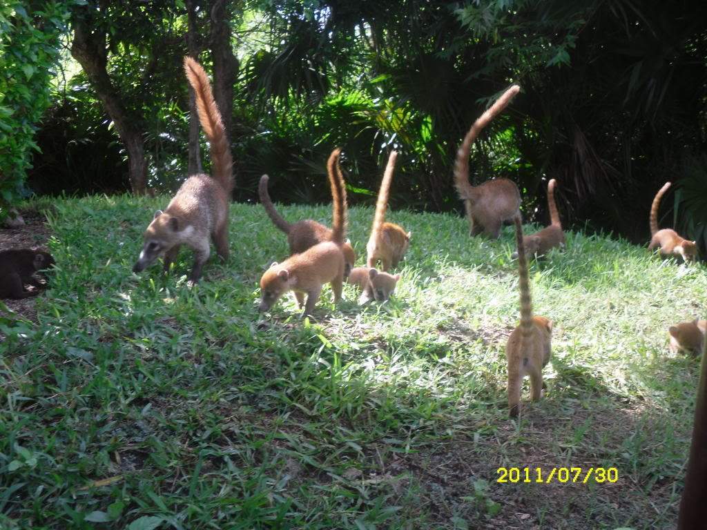 ai1178.photobucket.com_albums_x377_Evy891_SDC10125.jpg