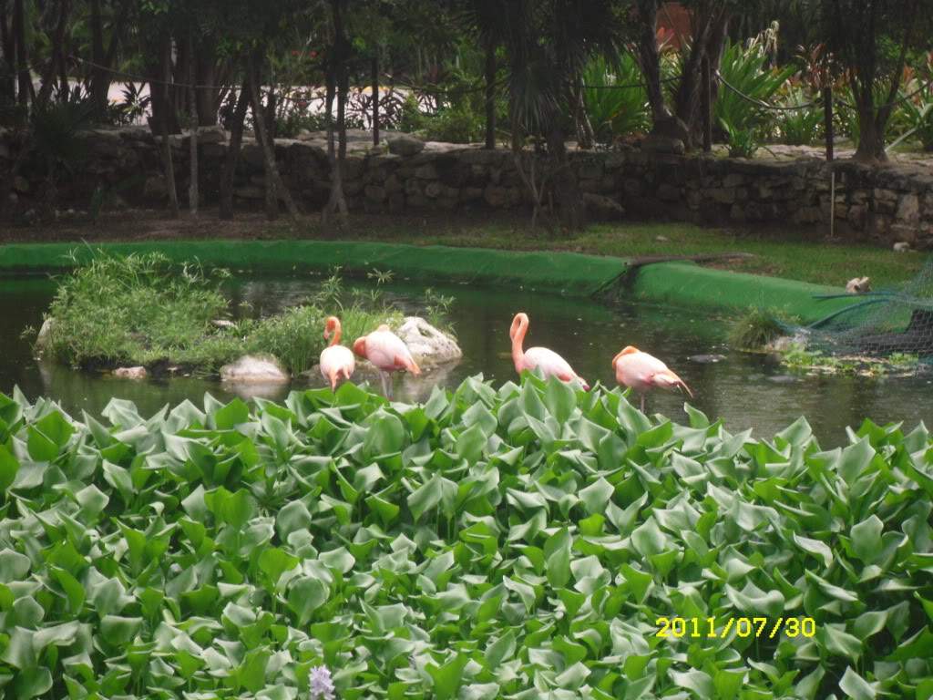 ai1178.photobucket.com_albums_x377_Evy891_SDC10150.jpg