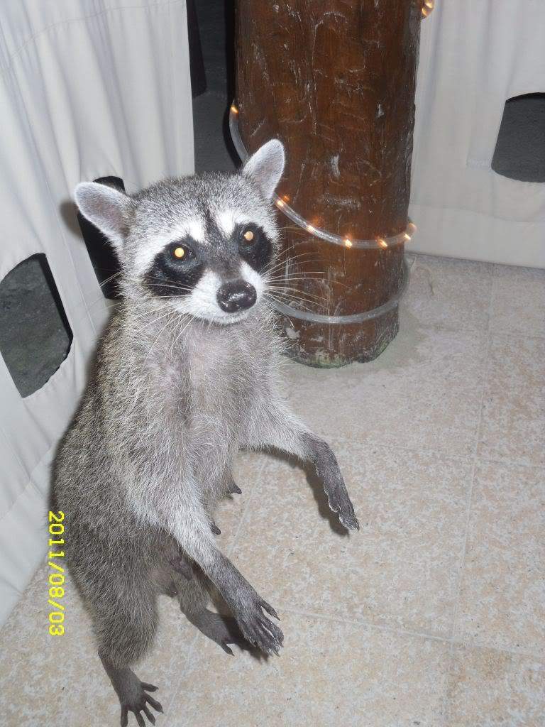 ai1178.photobucket.com_albums_x377_Evy891_SDC10398.jpg