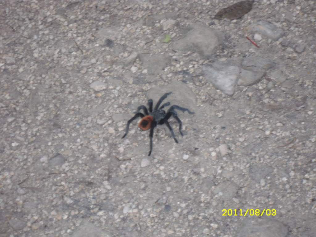 ai1178.photobucket.com_albums_x377_Evy891_SDC10500.jpg
