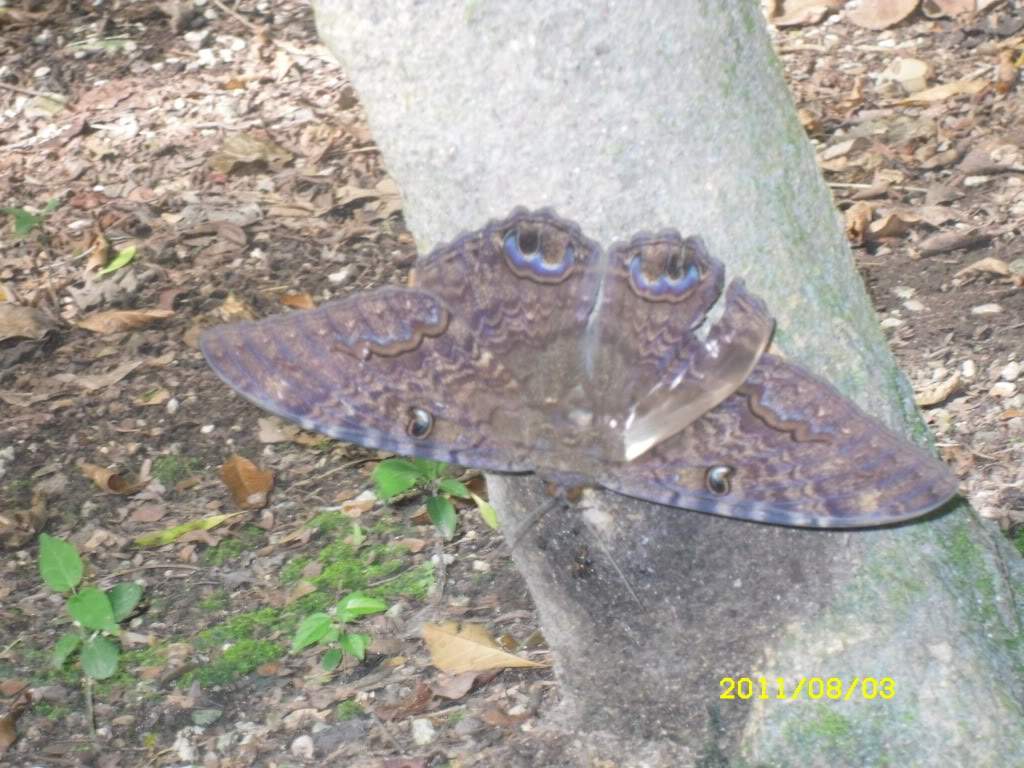 ai1178.photobucket.com_albums_x377_Evy891_SDC10507.jpg