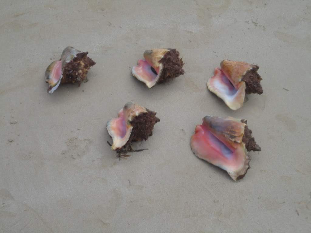 ai1180.photobucket.com_albums_x402_marcelomonteir_414.jpg
