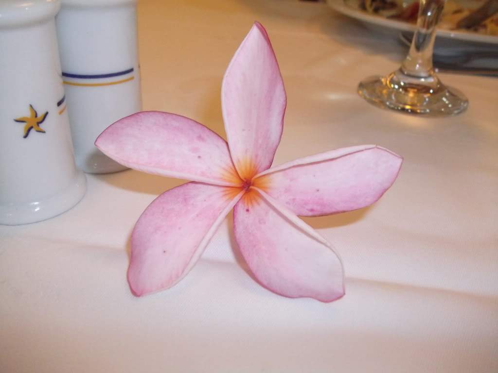 ai1199.photobucket.com_albums_aa466_RodmanPT_DSCF0702.jpg