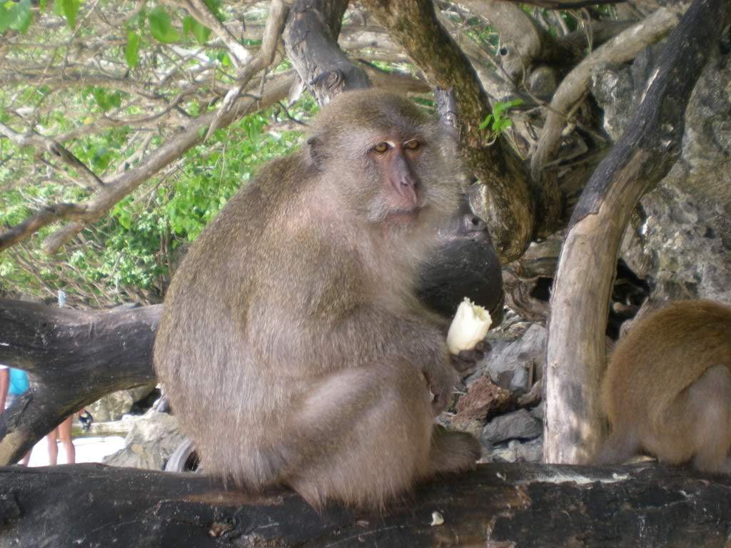 ai1209.photobucket.com_albums_cc391_gogowrc_TAILANDIA_DSCN2309.jpg