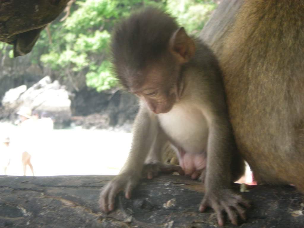 ai1209.photobucket.com_albums_cc391_gogowrc_TAILANDIA_DSCN2320.jpg