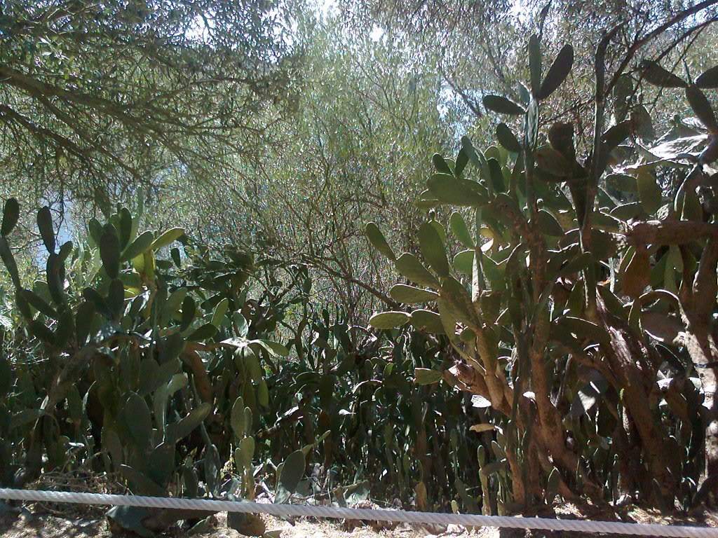 ai1229.photobucket.com_albums_ee475_blueorquidea_almourol_Fotografia0076.jpg