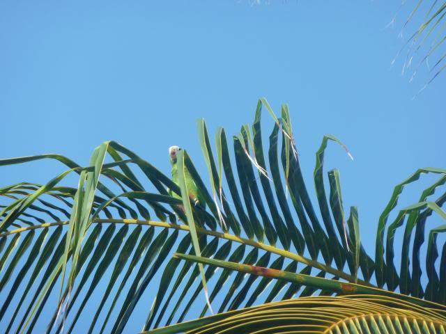 ai1235.photobucket.com_albums_ff427_brunoazevedo55_Viagens_Punta_20Cana_202013_P1050885.jpg