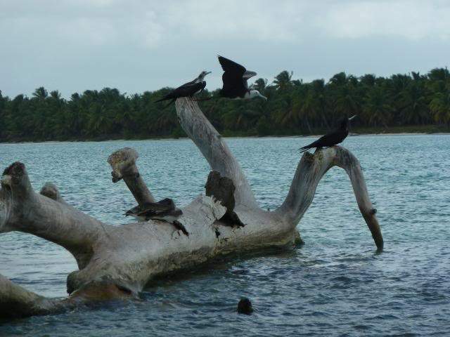 ai1235.photobucket.com_albums_ff427_brunoazevedo55_Viagens_Punta_20Cana_202013_P1050937.jpg