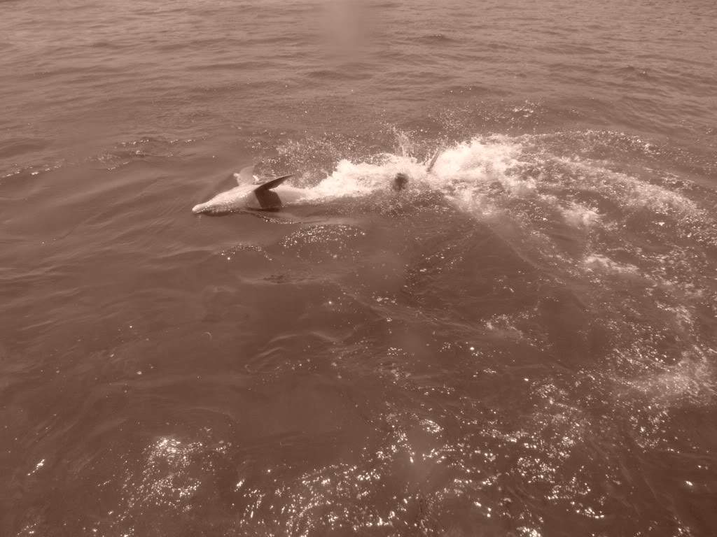 ai1237.photobucket.com_albums_ff464_CarpeDiemMan_DSCF1110.jpg