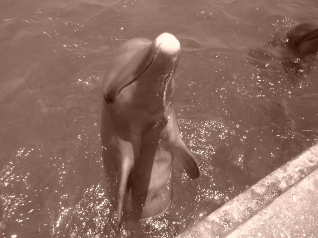 ai1237.photobucket.com_albums_ff464_CarpeDiemMan_DSCF1112.jpg