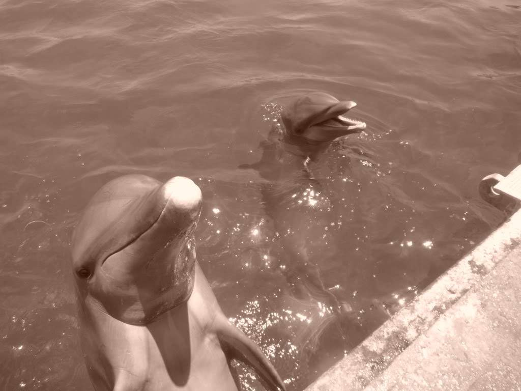 ai1237.photobucket.com_albums_ff464_CarpeDiemMan_DSCF1115.jpg