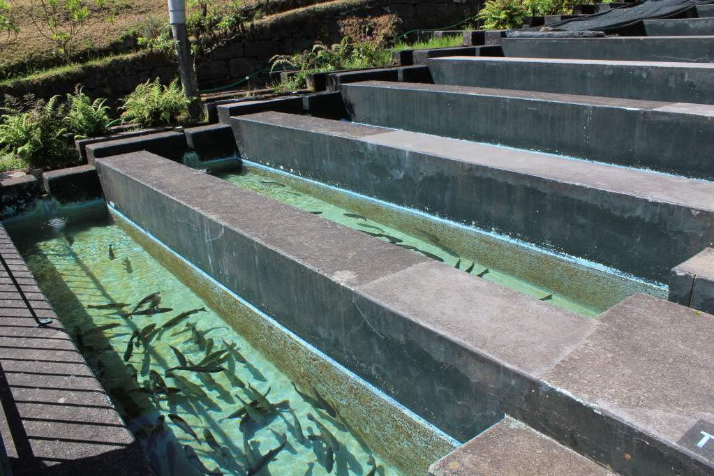ai1237.photobucket.com_albums_ff464_CarpeDiemMan_IMG_5996.jpg