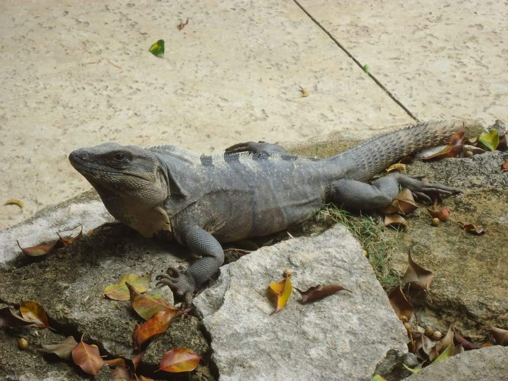 ai1242.photobucket.com_albums_gg525_ruiabs_DSC01620.jpg