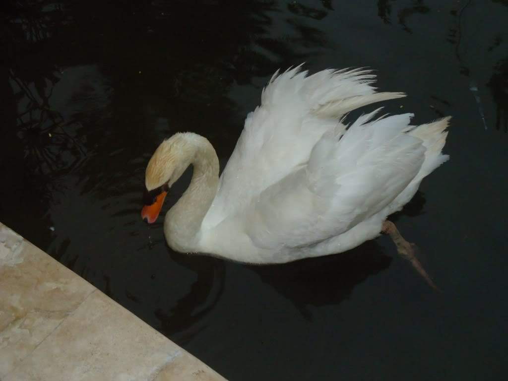 ai1242.photobucket.com_albums_gg525_ruiabs_DSC01642.jpg