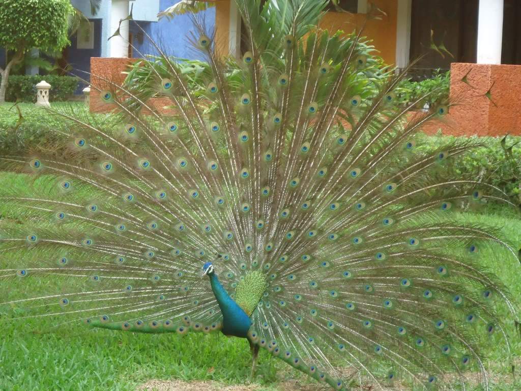 ai1242.photobucket.com_albums_gg525_ruiabs_DSC01714.jpg