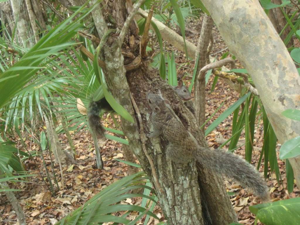 ai1245.photobucket.com_albums_gg591_laroc28_DSC01558.jpg