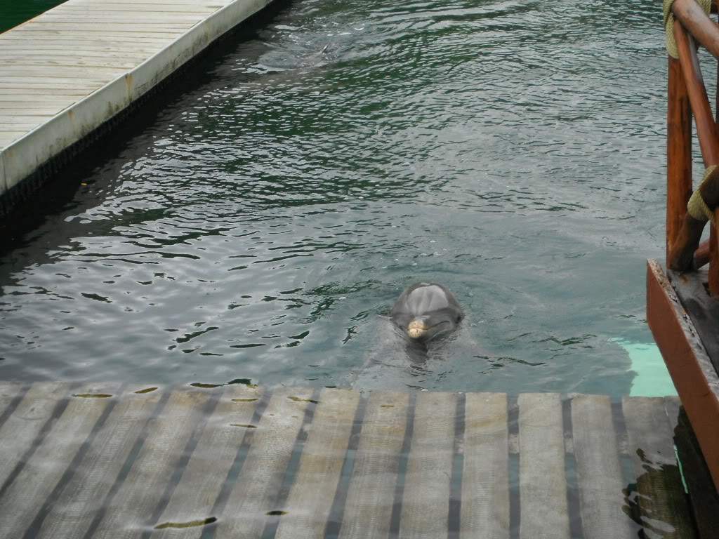 ai1245.photobucket.com_albums_gg591_laroc28_DSCF1305.jpg